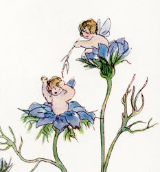 Detail from Daphne Allen's 'Love in a Mist' from ''The Birth of the Opal''