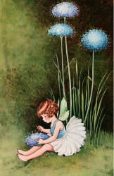 Ida Rentoul Outhwaite - 'Blue Pincushion' from ''A Bunch of Wild Flowers'' (1933)
