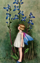 Ida Rentoul Outhwaite - 'Wild Lobelia' from ''A Bunch of Wild Flowers'' (1933)