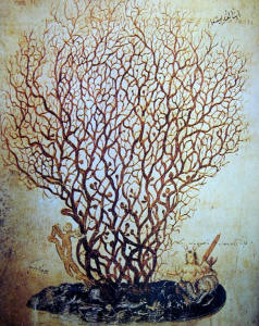 Illustration from the Vienna ''Dioscorides''